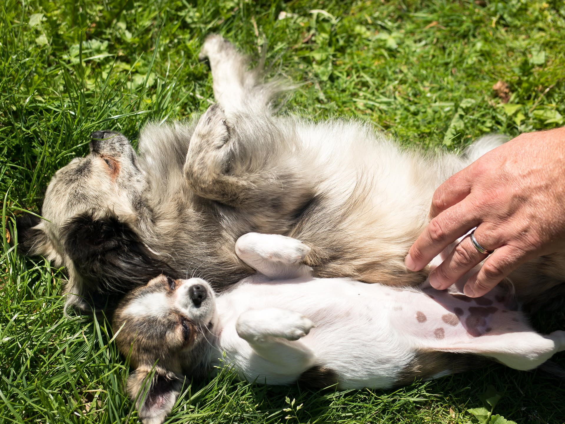 Are Dogs Ticklish FOTP